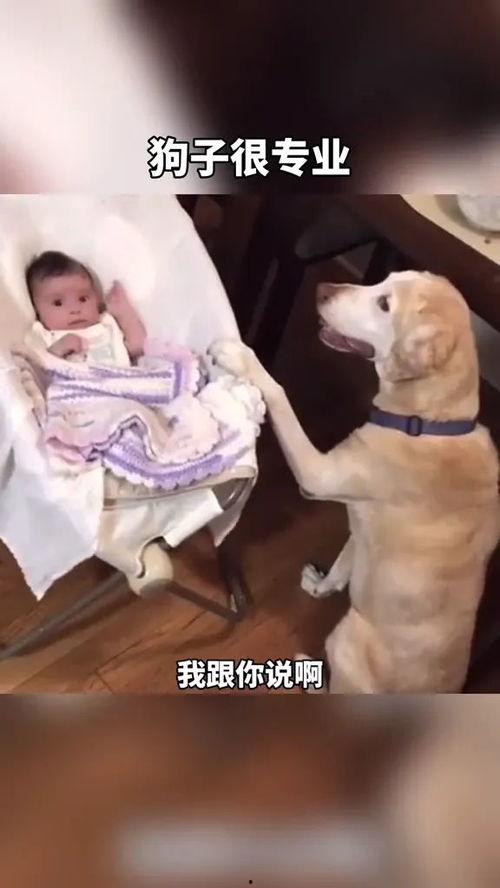 狗子今日爆料视频,娱乐圈幕后真相大曝光！