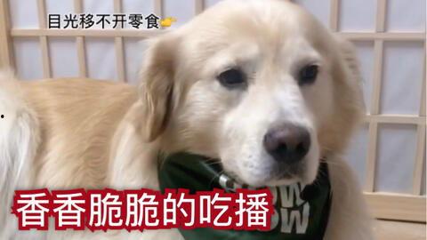 狗子今日爆料视频,娱乐圈幕后真相大曝光！  第3张