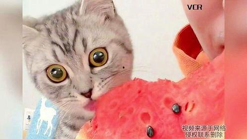 猫咪在线免费吃瓜,在线免费畅享萌宠趣味时光