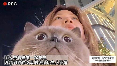 猫咪在线免费吃瓜,在线免费畅享萌宠趣味时光  第2张