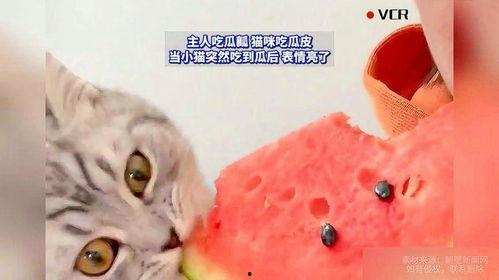猫咪在线免费吃瓜,在线免费畅享萌宠趣味时光  第3张