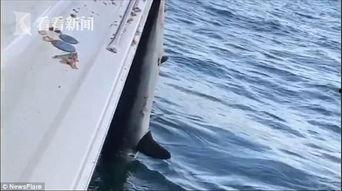 海员爆料渔船视频大全集,渔船生活全纪录视频大盘点