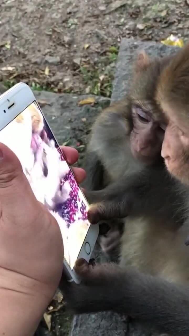 爆料小猴子的视频,萌态百出，笑料连连