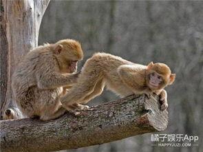 爆料小猴子的视频,萌态百出，笑料连连  第2张