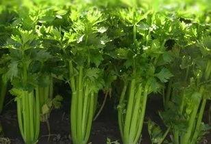 小芹菜爆料者视频,事件背后惊人真相