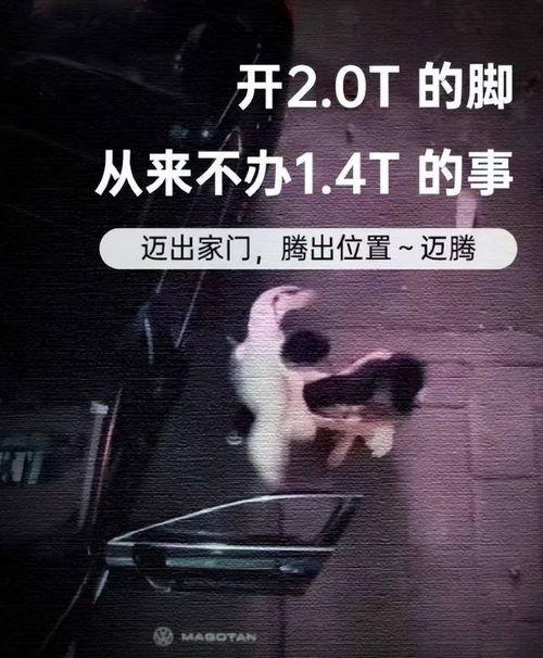 打架视频爆料大全最新,一网打尽街头冲突瞬间
