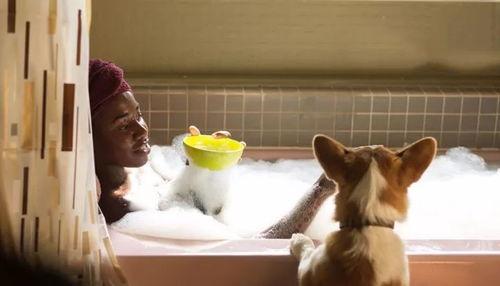 小狗情人爆料视频播放大全,视频播放大全精彩回顾