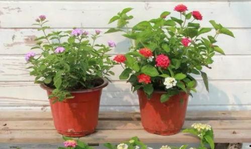 爆料梅州电梯事件视频最新,紧急救援与生命接力纪实  第3张