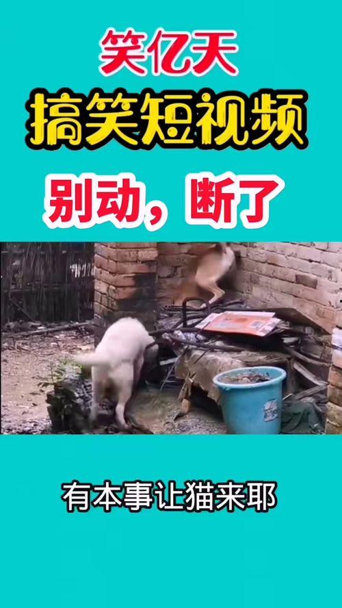 最新爆料搞笑视频