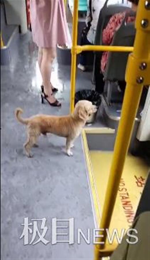 悲伤小狗爆料视频大全,温情瞬间触动人心