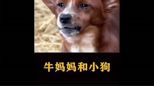 悲伤小狗爆料视频大全,温情瞬间触动人心  第2张