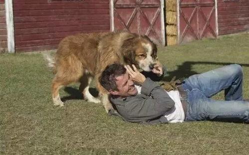 悲伤小狗爆料视频大全,温情瞬间触动人心  第3张