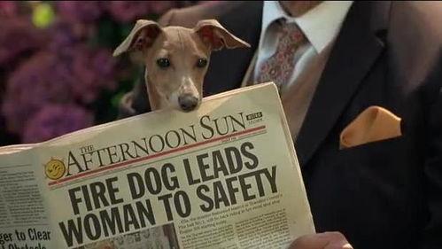 外星犬技能爆料视频在线观看 第3张 外星犬技能爆料视频在线观看 第3张