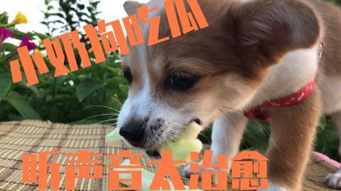 娱乐吃瓜菌狗狗视频大全  第3张