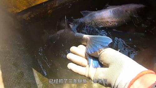 阿雄出海爆料视频,独家视频带你探秘海洋奇遇 第3张 阿雄出海爆料视频,独家视频带你探秘海洋奇遇 第3张