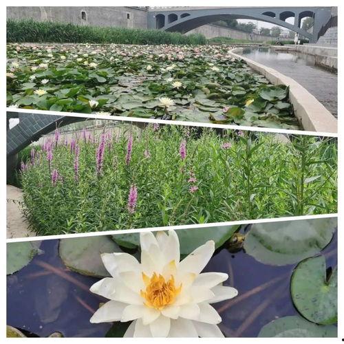 河美吃瓜爆料视频大全最新,揭秘娱乐圈最新热点事件大盘点  第3张